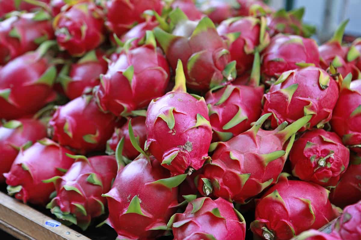 Dragon fruits