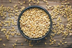Organic Wheat